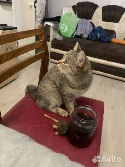 Кошечка в добрые руки