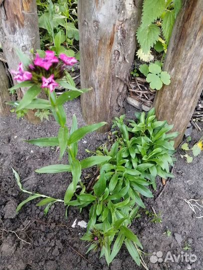 Рассада тыквы