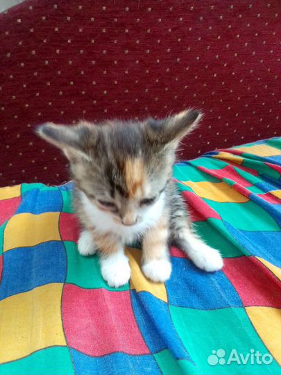 0 котята в дар