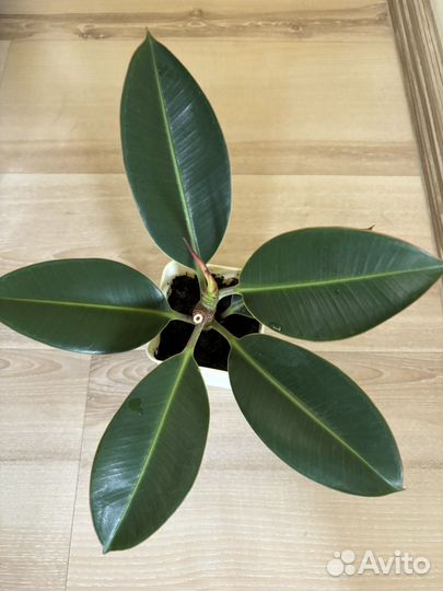 Фикус (Ficus elastica Robusta)