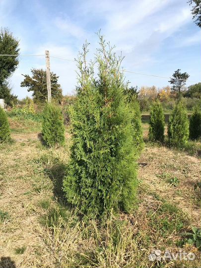 Туя Колумна