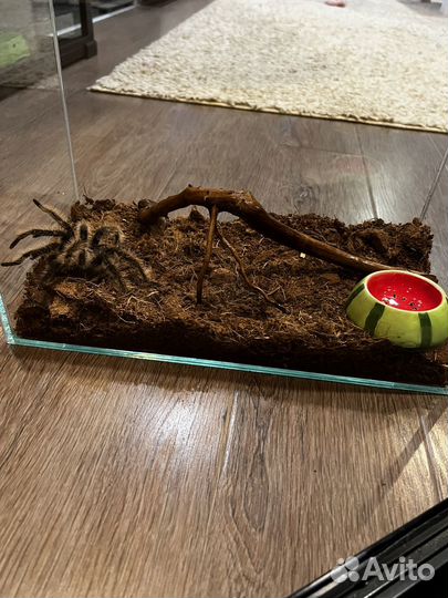 Паук птицеед