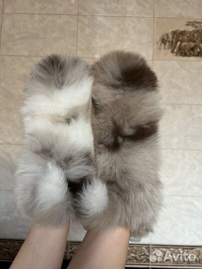 Щенки шпица редких окрасов