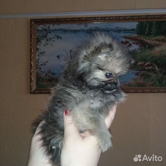 Щенки шпица