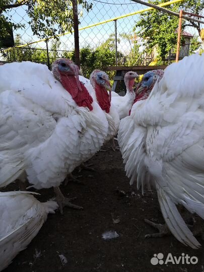 Мясо индюка