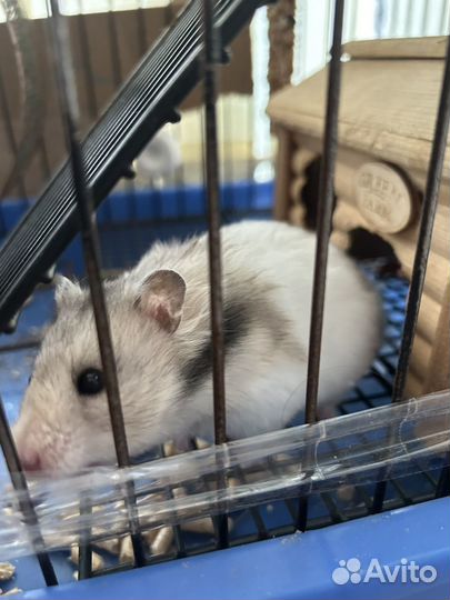 Сирийский хомяк