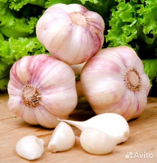 Чеснок озимый