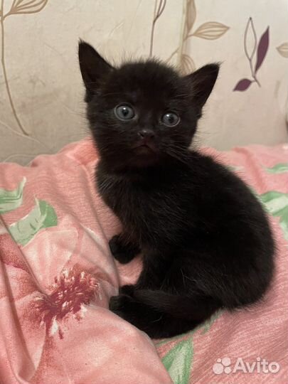 Котята отдам бесплатно