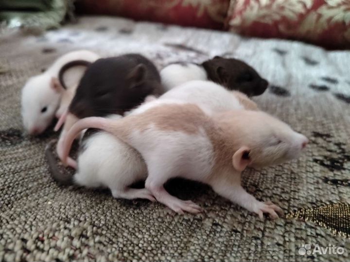 Крысята дамбо