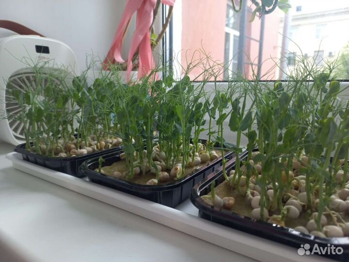 Микрозелень гороха