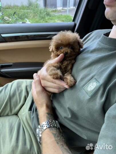 Тикап тедди пудель мальчик китай