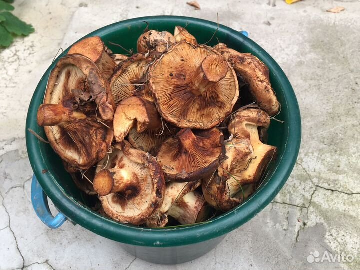 Грибы коровники