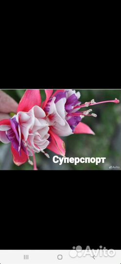 Сортовые фуксии