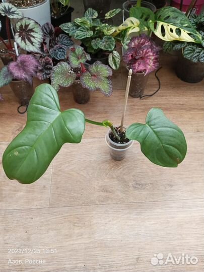 Диффенбахия