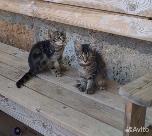 Котята в добрые руки бесплатно