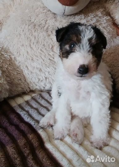 Щенки фокстерьера