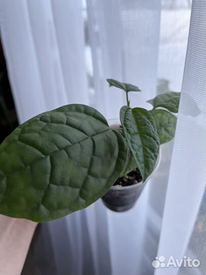 Клеродендрум томпсон