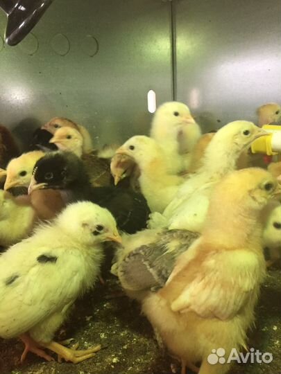 Помет куриный и перепелиный