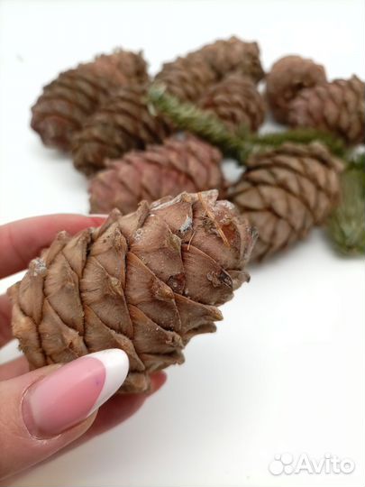 Шишка кедровая