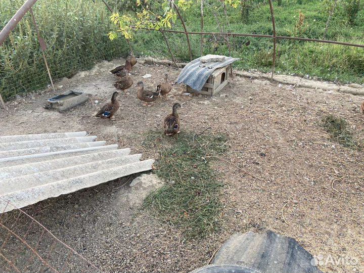 Подсадные дикие утки