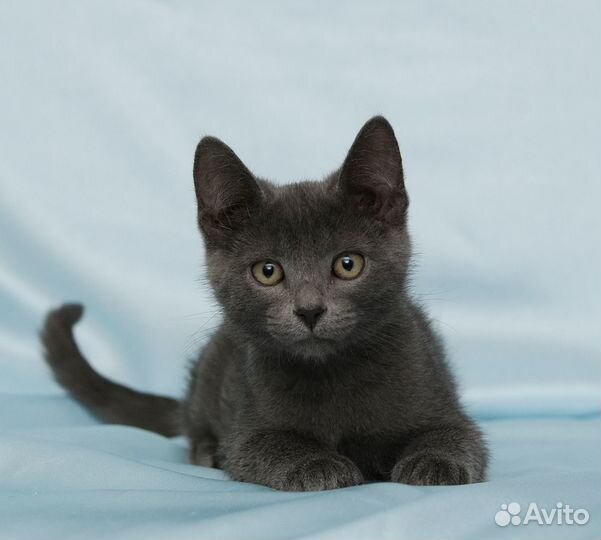 Котенок Барбарик ищет дом