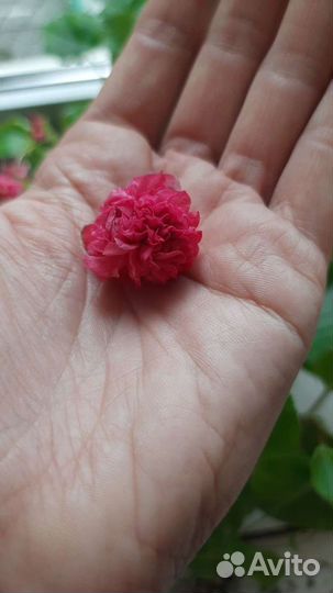 Бегонии, подробности тексте в объявлении