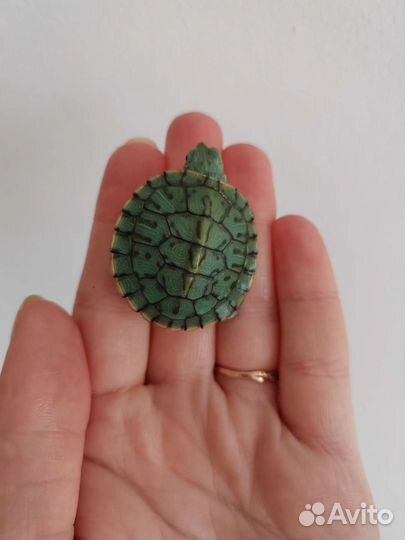 Черепаха красноухая