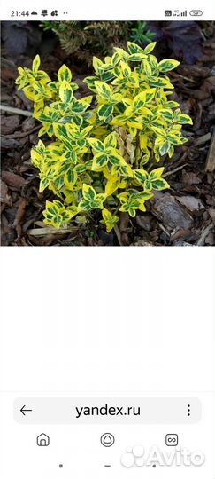 Бересклет форчуна