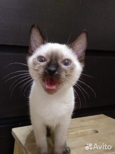 Мальчик той боб