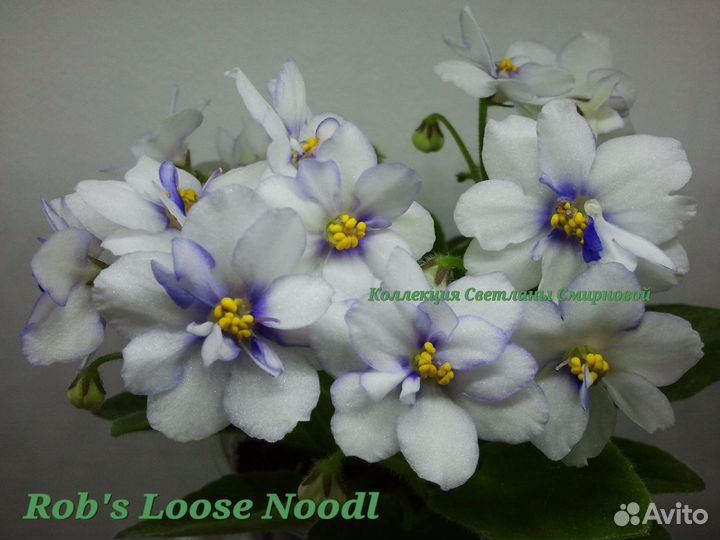 Фиалки цветущие