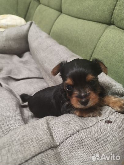 Йоркширский терьер щенки