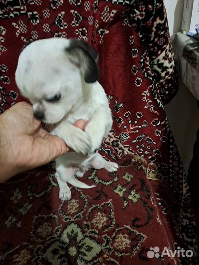 Щенки чихуахуа