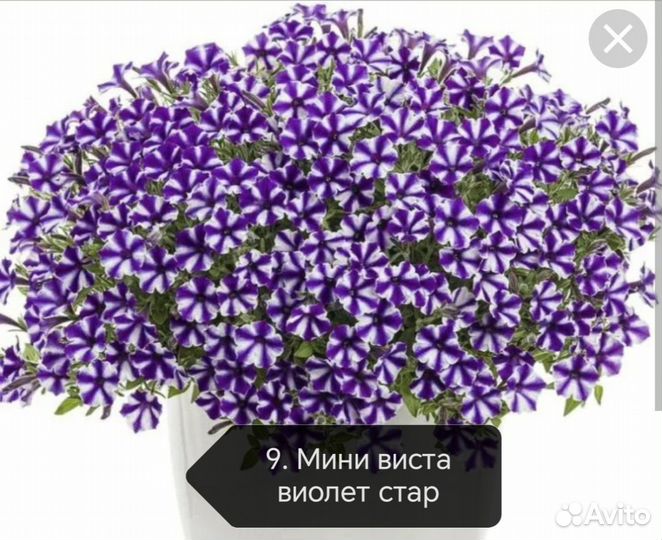 Вегетативная петуния