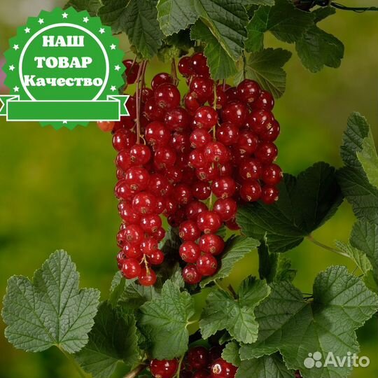 Саженцы Смородина красная 