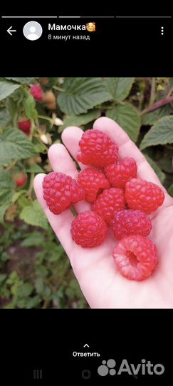 Саженцы малины маравилла, шехиба, Маргарита