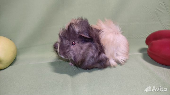 Морская свинка