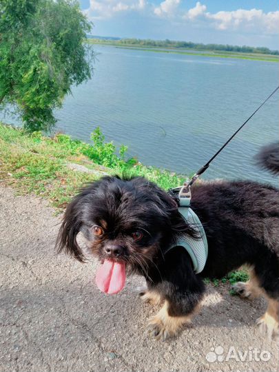 Квартирная VIP передержка животных