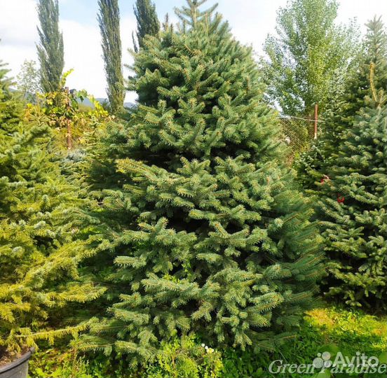 Ель голубая