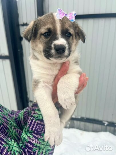 А у нас прибавление- разбираем)