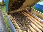 Продаю пчел средне-русской породы