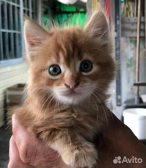 Котёнок ищет дом