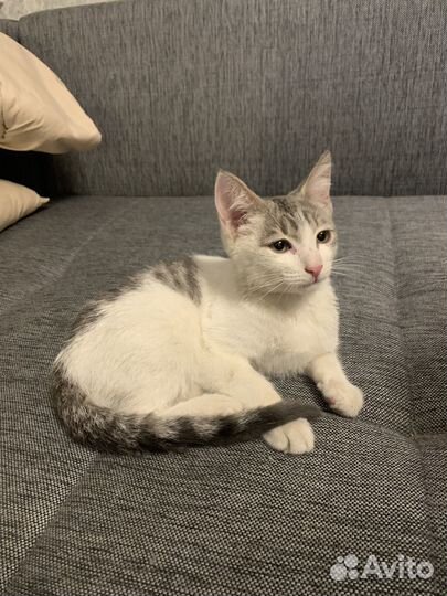 Котенок в добрые руки
