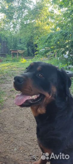 Ротвейлер