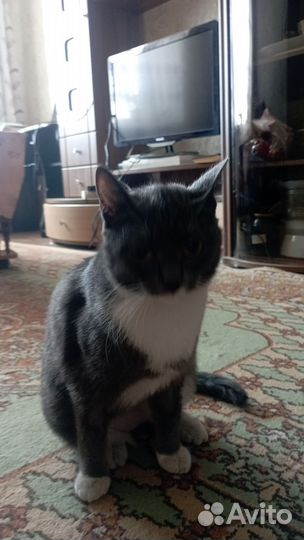 Кошка в дар бесплатно