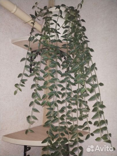 Хойя Белла комнатный цветок