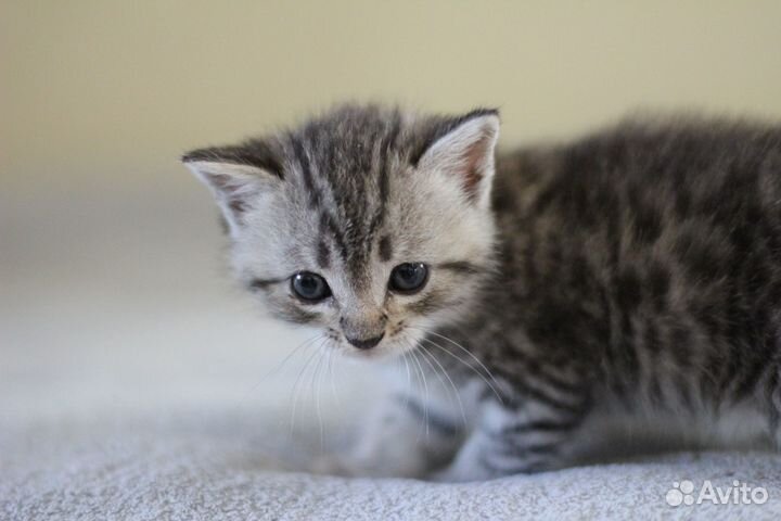 Котята 1 месяц