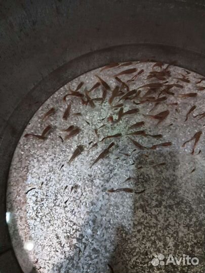 Рыбки гуппи