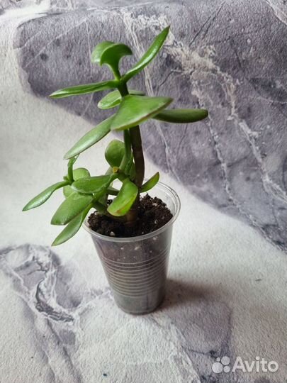 Толстянка, красула, жирянка, денежное дерево