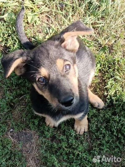 Щенок в добрые руки бесплатно