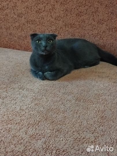 Шотландская